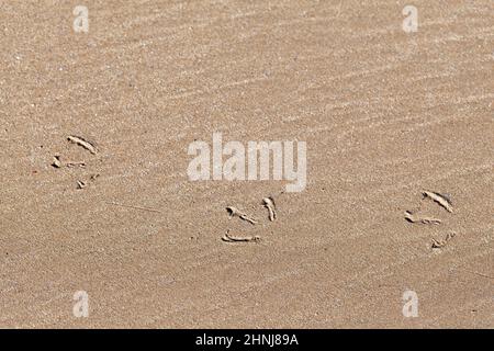 Empreintes de mouettes dans le sable de la plage Banque D'Images