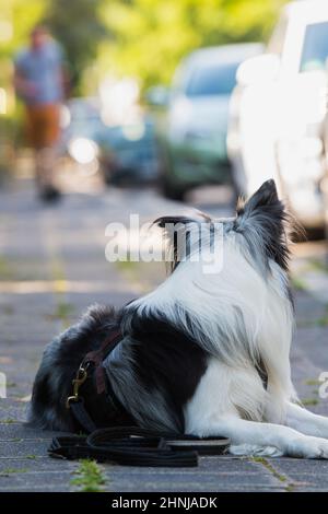 Border collie chien dans la ville Banque D'Images