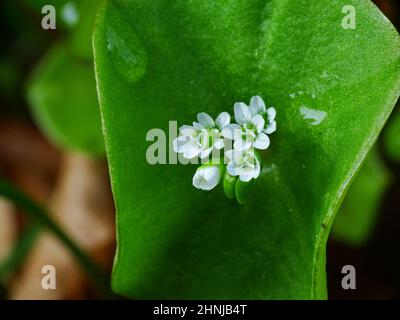 Macro des fleurs blanches du purslane d'hiver (Claytonia perfoliata), croissant dans le potager, avec un arrière-plan flou Banque D'Images