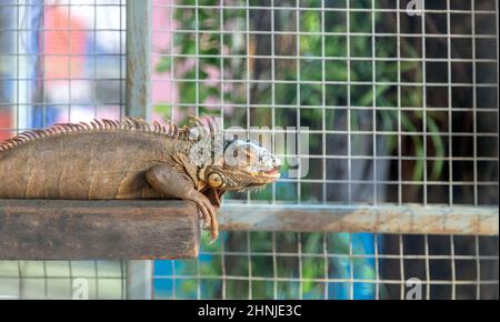 Chameleon retile animal exotique est animal fantastique dans la cage Banque D'Images