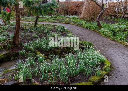 Chutes de neige sur un chemin de jardin dans le Yorkshire, en Angleterre. Banque D'Images