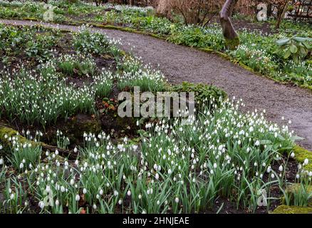 Des chutes de neige de chaque côté d'un sentier de jardin dans le Yorkshire, en Angleterre. Banque D'Images