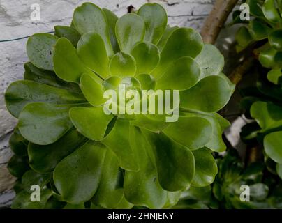 Aeonium Zwartkop en hiver. Les feuilles de caoutchouc sont vertes et la plante non dure est en serre. Banque D'Images