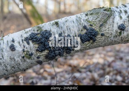 Branche de bouleau au beurre de Warlock dans la forêt Banque D'Images