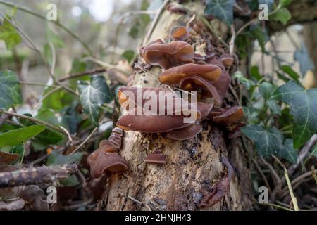 Brousse de sureau aux morilles chinoises Banque D'Images