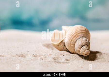 Seashell sur la plage de sable d'été avec des vagues à l'arrière-plan. Mise en page créative de l'espace de copie. Concept de vacances. Banque D'Images