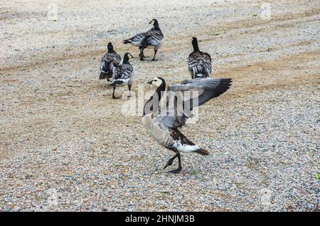 Spécimens de la Bernache du Barnacle, Branta leucopsis au bord du lac Vanern à Dalsland, Västra Götalands län, Suède. Banque D'Images