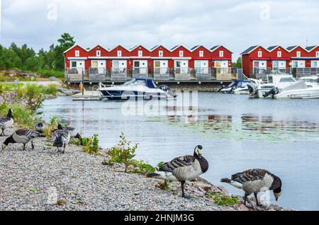 Spécimens de la bernache de Barnacle, Branta leucopsis, sur le bord du lac Vanern, devant une maison de vacances près de Mellerud, dans le Dalsland, en Suède. Banque D'Images