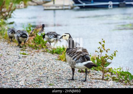 Spécimens de la Bernache du Barnacle, Branta leucopsis au bord du lac Vanern à Dalsland, Västra Götalands län, Suède. Banque D'Images