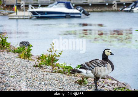 Spécimens de la Bernache du Barnacle, Branta leucopsis au bord du lac Vanern à Dalsland, Västra Götalands län, Suède. Banque D'Images