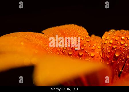 Fleur de gazania orange isolée sur fond noir Banque D'Images