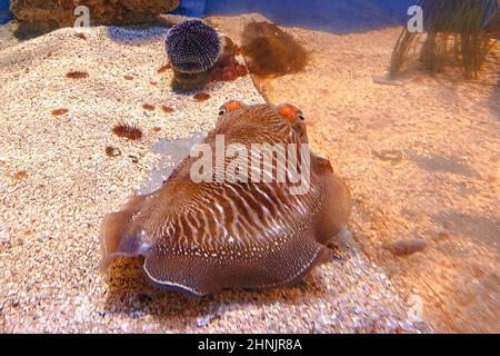 Sépia officinalis espèces vivant en Méditerranée, en mer du Nord, en mer Baltique ou en Afrique du Sud. Vue de face d'un poisson-seiche commun dans un aquarium Banque D'Images