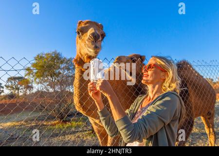 Le touriste blond caucasien aime la rencontre de chameaux dans le territoire du Nord de l'Australie au coucher du soleil. Femme nourrissant un dromadaire australien, Camelus Banque D'Images