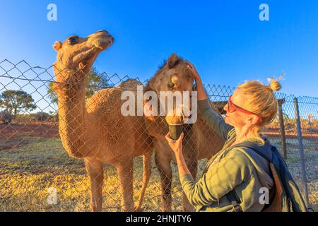 Femme nourrissant un dromadaire australien dans le territoire du Nord de l'Australie au coucher du soleil. Espèce Camelus dromedarius. Endémique à l'Australie. Banque D'Images