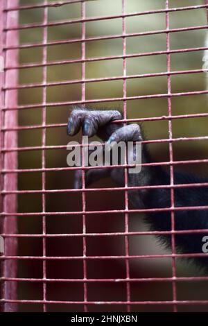 Captive de captuchine panaméenne à tête blanche, également connue sous le nom de capucins panaméen à tête blanche ou de capucins d'Amérique centrale à face blanche, Costa RI Banque D'Images