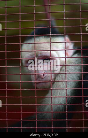 Captive de captuchine panaméenne à tête blanche, également connue sous le nom de capucins panaméen à tête blanche ou de capucins d'Amérique centrale à face blanche, Costa RI Banque D'Images