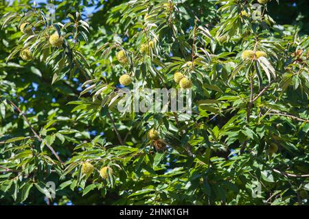 Fruits doux à la châtaigne non mûrs. Castanea sativa ou châtaignier espagnol à la fin de l'été Banque D'Images