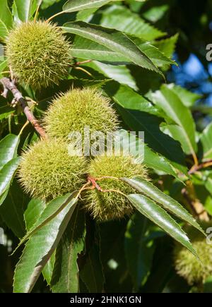 Fruits doux à la châtaigne non mûrs. Castanea sativa ou châtaignier espagnol à la fin de l'été Banque D'Images