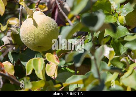 Feuillage de coing aux fruits mûrs. Articles immatures recouverts de poils fins gris-blanc denses Banque D'Images