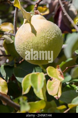 Feuillage de coing aux fruits mûrs. Articles immatures recouverts de poils fins gris-blanc denses Banque D'Images