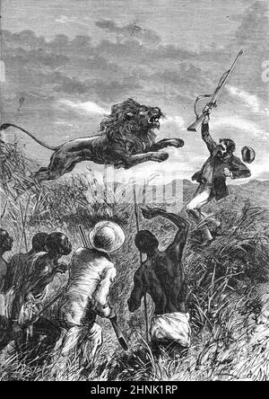 David Livingstone attaqué par Lion le 16 février 1844 à Mabotsa, au Botswana, en Afrique. Sa vie a été sauvée bu Mebalwe, un diacre africain et un missionnaire. Illustration ancienne ou gravure 1883 (Castelli) Banque D'Images