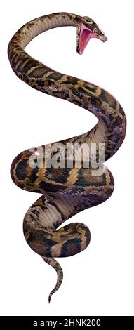 Le rendu 3D d'un python birman ou Python bivittatus, l'un des plus grands serpents dans le monde Banque D'Images