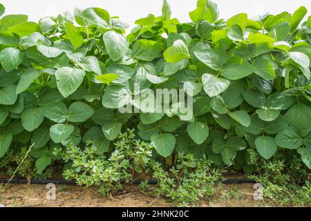 Plantation de soja avec système d'irrigation goutte à goutte. Gevora, Vegas Bajas del Guadiana, Espagne Banque D'Images