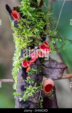 Un gros plan de Scarlet Elf Cup champignon, sur le sol d'un bois acient. Banque D'Images