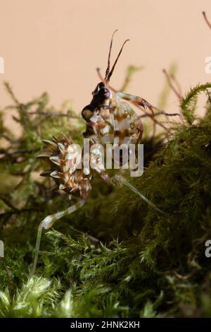 Un gros plan d'une Fleur épineuse Mantis nymphe, sur un morceau de bois mort recouvert de mousse. Banque D'Images