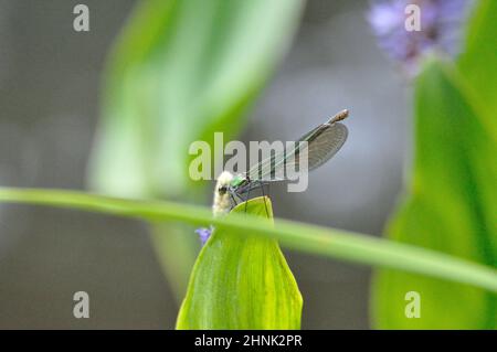 Weibchen der gebänderten Prachtlibelle (Calopteryx splendens) am Gartenteich im Sommer. - femelle de la demoiselle à bandes (Calopteryx splendens) au Th Banque D'Images