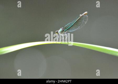 Weibchen der gebänderten Prachtlibelle (Calopteryx splendens) am Gartenteich im Sommer. - femelle de la demoiselle à bandes (Calopteryx splendens) au Th Banque D'Images