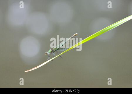 Weibchen der gebänderten Prachtlibelle (Calopteryx splendens) am Gartenteich im Sommer. - femelle de la demoiselle à bandes (Calopteryx splendens) au Th Banque D'Images