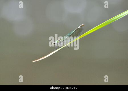 Weibchen der gebänderten Prachtlibelle (Calopteryx splendens) am Gartenteich im Sommer. - femelle de la demoiselle à bandes (Calopteryx splendens) au Th Banque D'Images