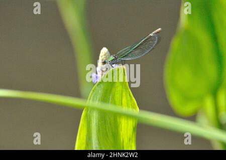 Weibchen der gebänderten Prachtlibelle (Calopteryx splendens) am Gartenteich im Sommer. - femelle de la demoiselle à bandes (Calopteryx splendens) au Th Banque D'Images