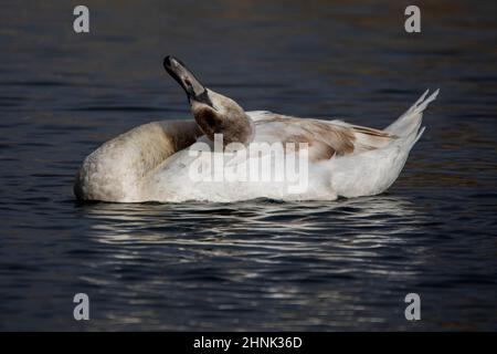 Un gros plan d'un magnifique cygne muet vieux d'un an, flottant sur un lac marécageux, en prêchant ses plumes. Banque D'Images