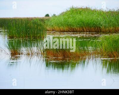 lac marécageux surcultivé avec des séges et des roseaux Banque D'Images