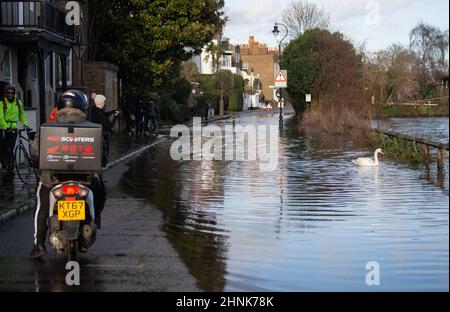 Londres, Royaume-Uni. 17th févr. 2022. Spring Tides and Swans au centre commercial Chiswick. Après la pleine lune de la nuit dernière, le Spring Tides a marécageux Chiswick Mall et donné aux cygnes quelque part différente pour fourrager comme les cyclistes et les livreurs de pizza regardent. Crédit : Peter Hogan/Alay Live News Banque D'Images