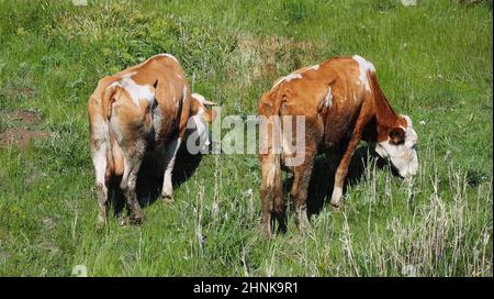 vaches et veaux jaunes cataires paissant dans le pâturage Banque D'Images
