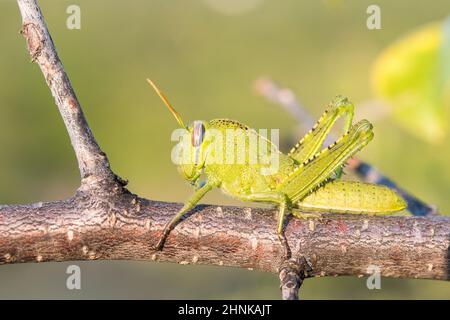 Sauterelle égyptienne ou sauterelle égyptienne (Anacridium aegyptium), jeune, Banque D'Images