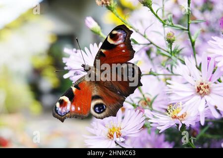 Aigbienen (APIs mellifera) und Tagpfauenaugen (Aglais io, Syn.: Inachis io, Nymphalis io) suchen Nektar auf weisser Herbstunterstunch (Aster dumosus, Syn Banque D'Images