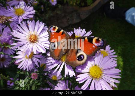 Honigbienen (APIs mellifera) und Tagpfauenaugen (Aglais io, Syn.: Inachis io, Nymphalis io) suchen Nektar auf lila Herbstuntern (Aster dumosus, Syn Sy Banque D'Images