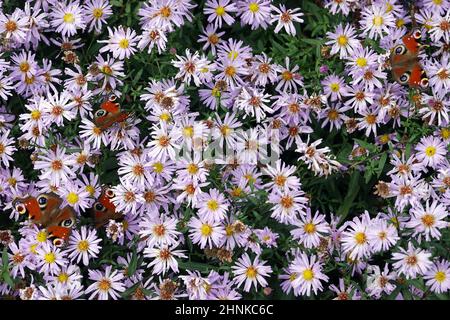 Honigbienen (APIs mellifera) und Tagpfauenaugen (Aglais io, Syn.: Inachis io, Nymphalis io) suchen Nektar auf lila Herbstuntern (Aster dumosus, Syn Sy Banque D'Images