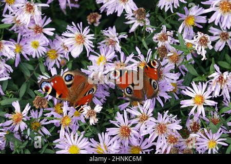 Honigbienen (APIs mellifera) und Tagpfauenaugen (Aglais io, Syn.: Inachis io, Nymphalis io) suchen Nektar auf lila Herbstuntern (Aster dumosus, Syn Sy Banque D'Images