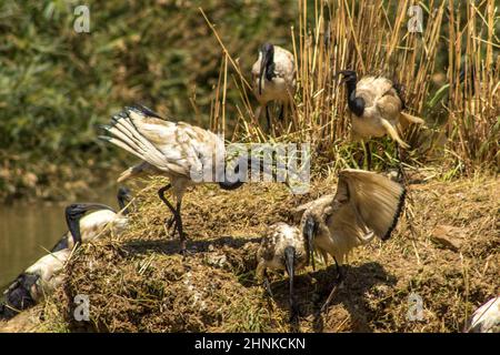 Un troupeau d'ibouses sacrées, en interaction les uns avec les autres et en exposition avec leurs ailes s'est étendu à un barrage d'observation des oiseaux en Afrique du Sud. Banque D'Images