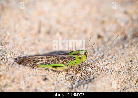 Locust migrateur (Locusta migratoria cinerascens ou Locusta cinerascens) femelle. Banque D'Images