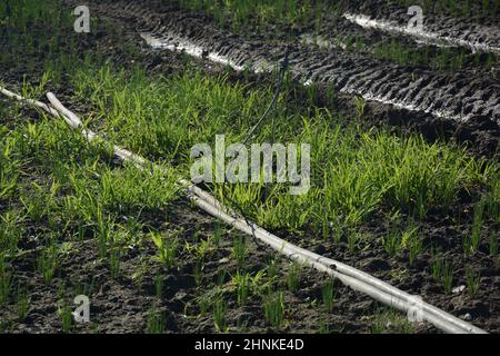 Image du champ oignon vert (poireau blanc). Les oignons sont cultivés dans le jardin agricole. Lignes sur le champ. Paysage agricole de la plantation d'oignons. GRE Banque D'Images