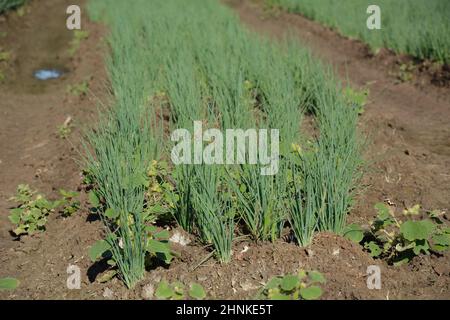 Image du champ oignon vert (poireau blanc). Les oignons sont cultivés dans le jardin agricole. Lignes sur le champ. Paysage agricole de la plantation d'oignons. GRE Banque D'Images