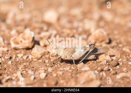 Sauterelle aiglé (Oedipoda caerulescens). Banque D'Images