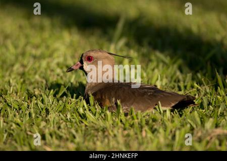 Le sud de sociable sur l'herbe. Oiseau typique de l'Amérique du Sud, également appelé Tero (vanellus chilensis) Banque D'Images