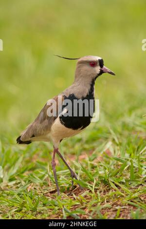 Le sud de sociable sur l'herbe. Oiseau typique de l'Amérique du Sud, également appelé Tero (vanellus chilensis) Banque D'Images